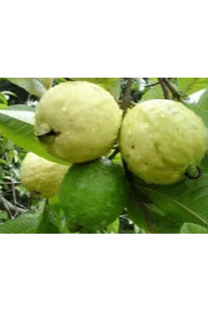 guava