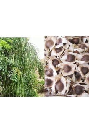 homeagro-moringa-vegetable-15-seeds-