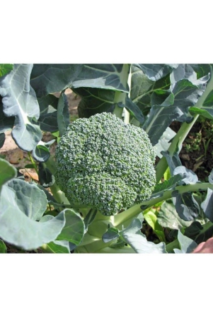 hybrid-broccoli-seeds-with-100-grams-of-growing-soil