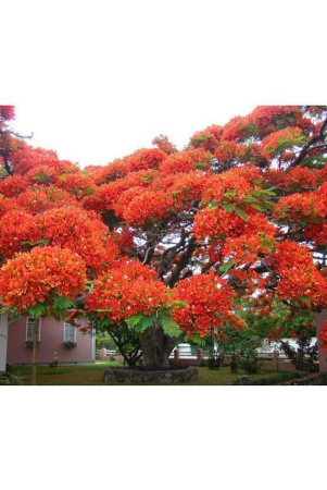 shop-360-garden-delonix-regia-gulmohar-flamboyant-flame-of-the-forest-royal-poinciana-flowering-tree-seeds-pack-of-10-seeds