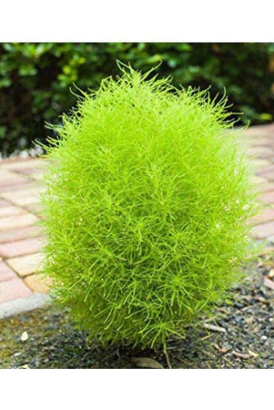 classic-green-earth-kochia-f1-green-grass-ball-flower-hybrid-seeds-for-home-gardening-planting-with-growing-cocopeat-pack-of-50-seeds