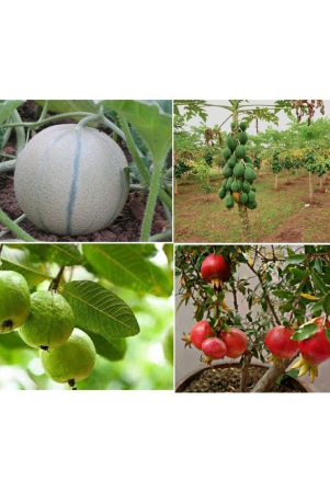 combo-of-4-guava-muskmelon-pomegranate-papaya-50-seeds-each-200seeds