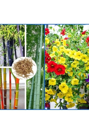 homeagro-seeds-combo-bamboo-plant-20-seeds-and-petunia-flower-mix-50-seed