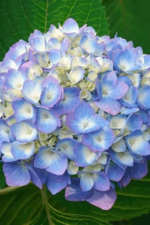 hybrid-hydrangea-plant-for-gardening