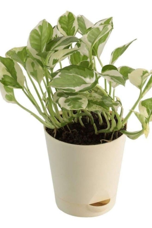 ugaoo-good-luck-money-plant-n-joy-with-self-watering-pot