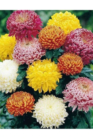 homeagro-indian-chrysanthemum-mixed-flower-50-seeds-