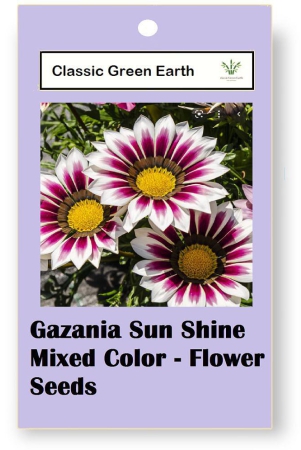 classic-green-earth-flower-seeds-gazania-star-light-dwarf-30-seeds-