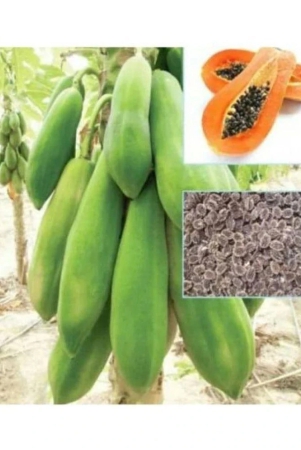 papaya-seeds-red-lady-hybrid-100-seeds-