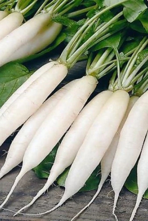 radish-mooli-long-white-vegetable-seeds