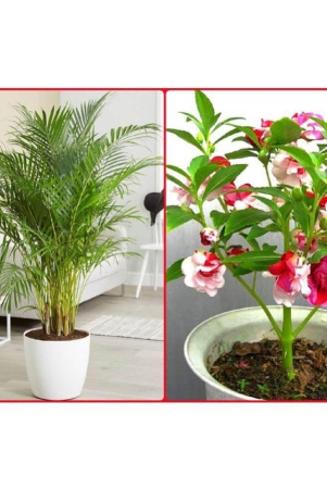 seeds-combo-areca-palm-plant-5-seeds-and-balsam-flower-20-seeds