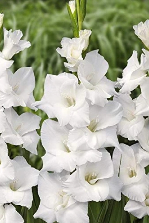 gladiolus-white-color-flower-bulb