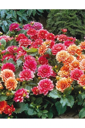 hn-organic-seed-dahlia-mixed-flower-25-seeds-