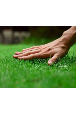 italian-ryegrass-f1-hybrid-pack-of-500