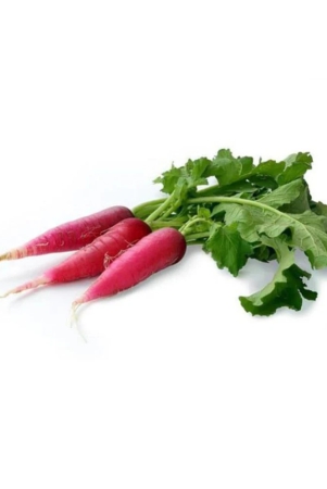 red-radish-seeds-radish-full-red-radish-mooli-seeds-100-seeds