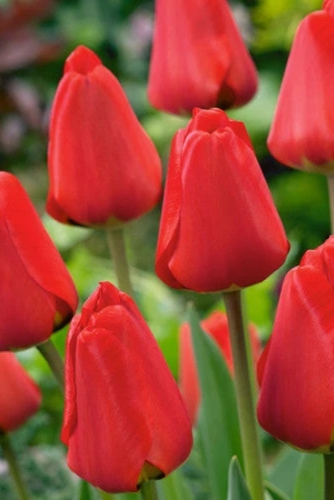 tulip-fostery-king-flower-bulb