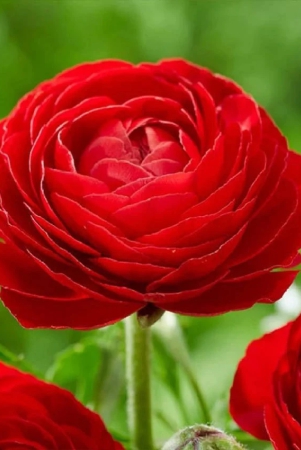 ranunculus-red-color-flower-bulb