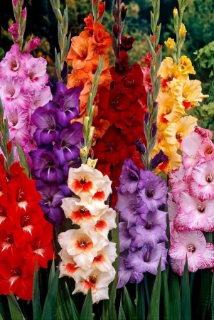 gladiolussword-lily-bio-colour-imported-flower-bulbs-pack-of-3-bulbs-seed-3-per-packet