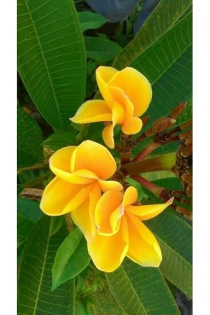 plumeria-flowers-plantyellowfor-gardening