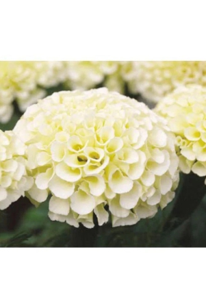 agrey-french-white-marigold-30-seeds-pack-of-2