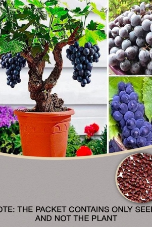 grape-seeds-fruit-plant-seeds-for-home-garden-kitchen-garden-fruit-20-seed