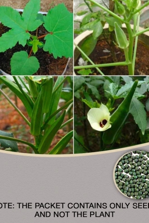 okra-bhindi-pusa-sawni-desi-vegetable-50-seeds