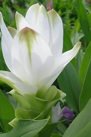 Curcuma Alismatifolia 'White' - Summer Tulip (Bulbs)-4