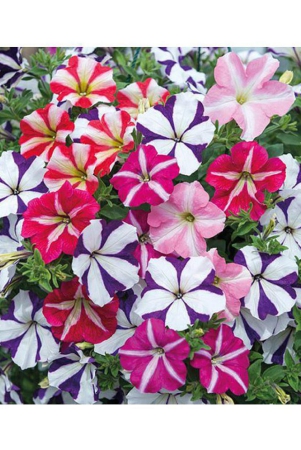 petunia-ultra-star-variety-flower-seedsrarest-variety-garden-flower-seeds-pack-of-50-seeds