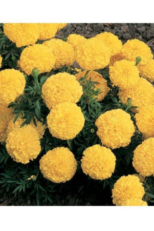 KANISHQ SEEDS YELLOW MARIGOLD FLOWER SEEDS-50 SEEDS