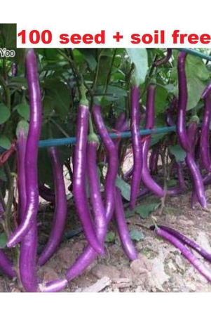 brinjal-vegetable-seeds-pack-of-100-seeds