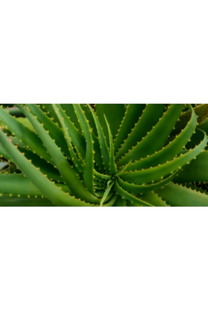 aloe-vera-1-pc