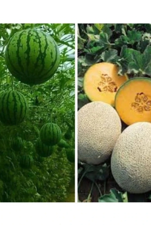 joycity-fruit-seeds-combo-watermelon-and-musk-melon-organic-fruit-seeds-100-seeds