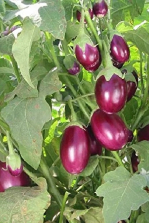 brinjal-gulabi-seeds-baingan-bataun-desi-seeds-vegetables