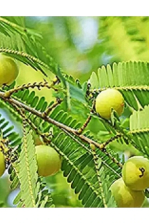 amla-fruit-plant-seeds-pack-of-30