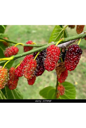 mulberry-sahtoot-100-seeds-pack-with-100-gm-cocopeat-and-user-manual