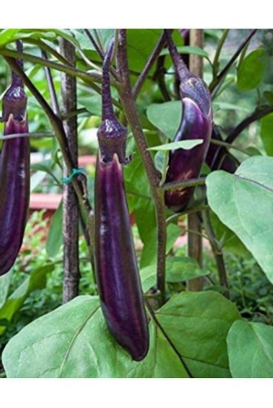 classic-green-earth-brinjal-vegetable-100-seeds-