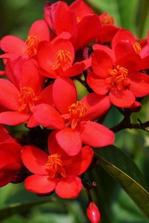 jatropha-flowers-plant-for-gardening