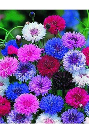 corn-flower-mix-type-30-ageratum-flower-seeds-pack-with-free-cocopeat-and-user-manual