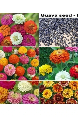 zinnia-mix-flower-seeds-25-seeds-guava-seed-free-10-seed-