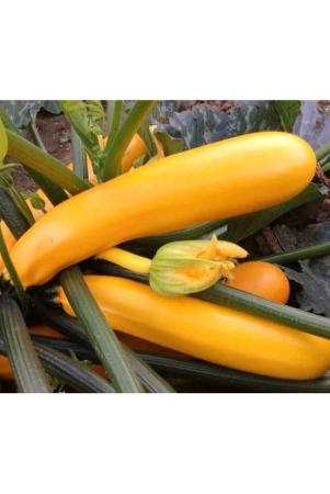 yellow-long-zucchini-summer-squash-seeds-courgette-marrow-gourd-vegetables-seeds-10