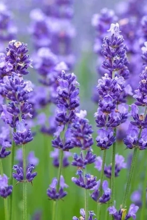 lavender-herb-seeds