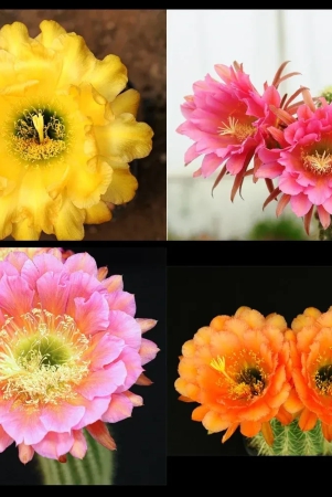 trichocerous-hybrid-mix-color-cactus-seeds