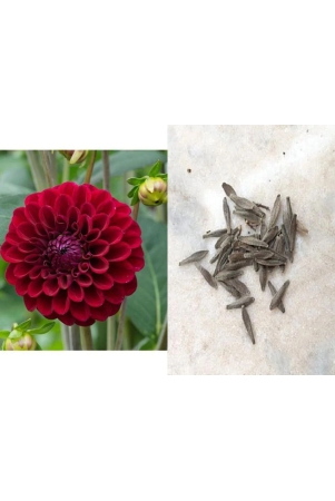 zonato-red-dahlia-winter-flower-seed-pack-of-50