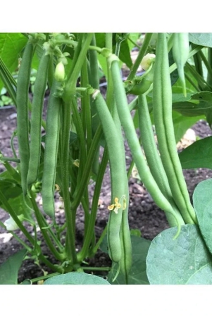 french-beans-seeds-pack-of-50