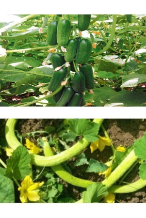 cucumber-khira-and-kakri-3030-total-60-seeds-pack-with-manaul