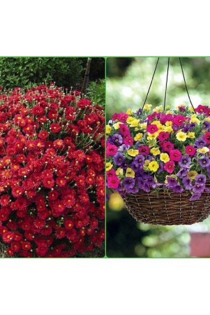 homeagro-seeds-combo-chrysanthemum-flower-50-seed-and-petunia-hybrid-flower-mix-50-seed