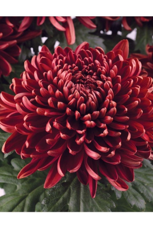 premium-chrysanthemum-red-flower-30-seeds-pack-with-free-cocopeat-and-user-manual