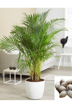 homeagro-areca-palm-plant-5-seeds-