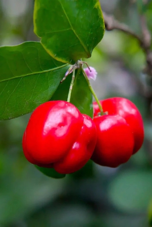 barbados-cherry-plant-for-gardening