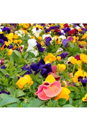 mix-color-premium-pansy-flower-50-seeds-pack-more-than-5-color-plant-seeds-with-free-gift-coco-peat-and-user-manual-for-home-gardening