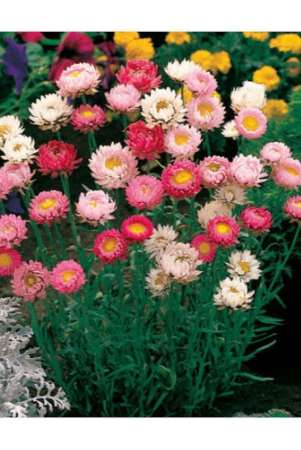 heliychrysum-mix-type-flower-plant-30-seeds-pack-with-free-cocopeat-and-user-manual